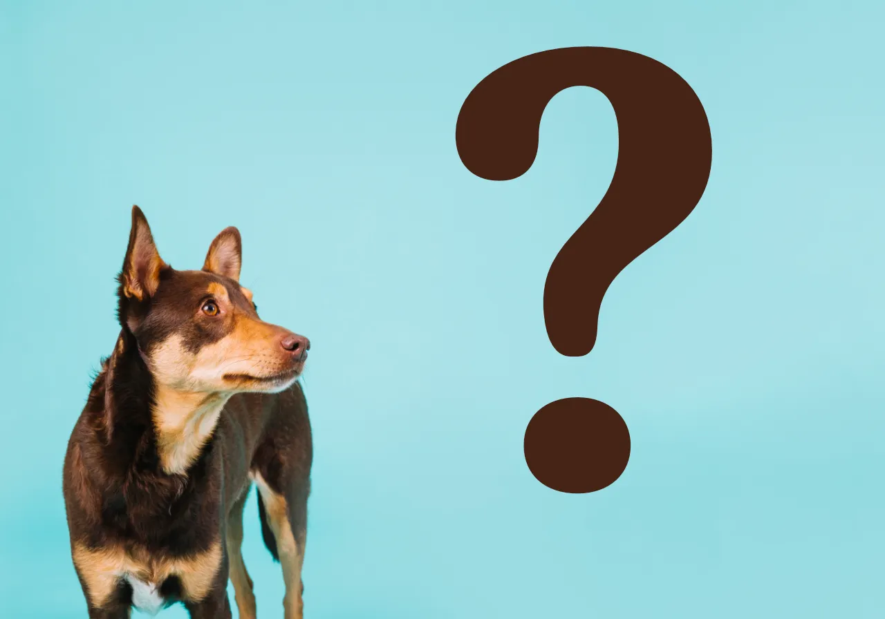 Jak legalnie promować gabinet weterynaryjny w 2025 roku - Kompletny przewodnik zgodny z kodeksem etyki