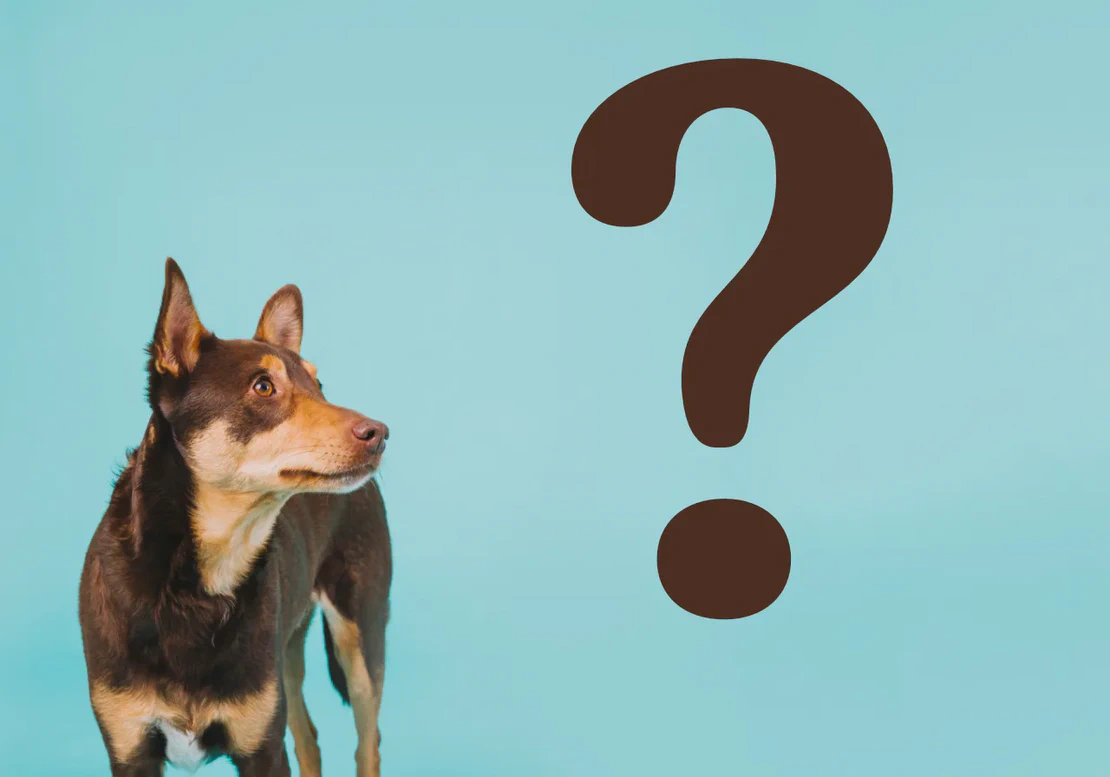 Jak legalnie promować gabinet weterynaryjny w 2025 roku - Kompletny przewodnik zgodny z kodeksem etyki